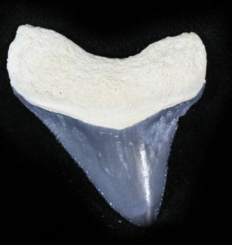 Serrated  Bone Valley Megalodon Tooth #22928